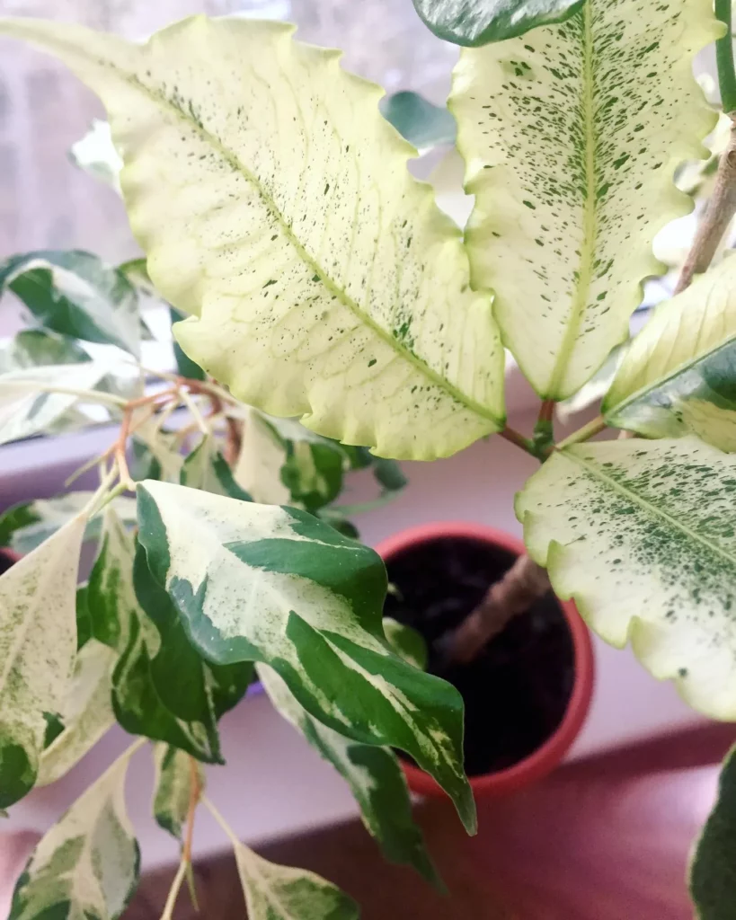 Top View of Ficus Benjamina (Variegata) Indoor Plant In Round Pot Displayed Near Window