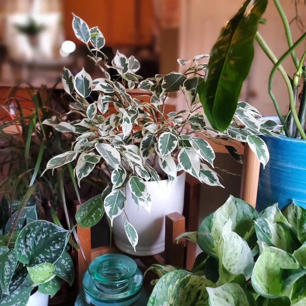 Ficus Benjamina (Variegata) Indoor Plant In White Ceramic Pot Growing with Other Houseplants at Home Garden Area