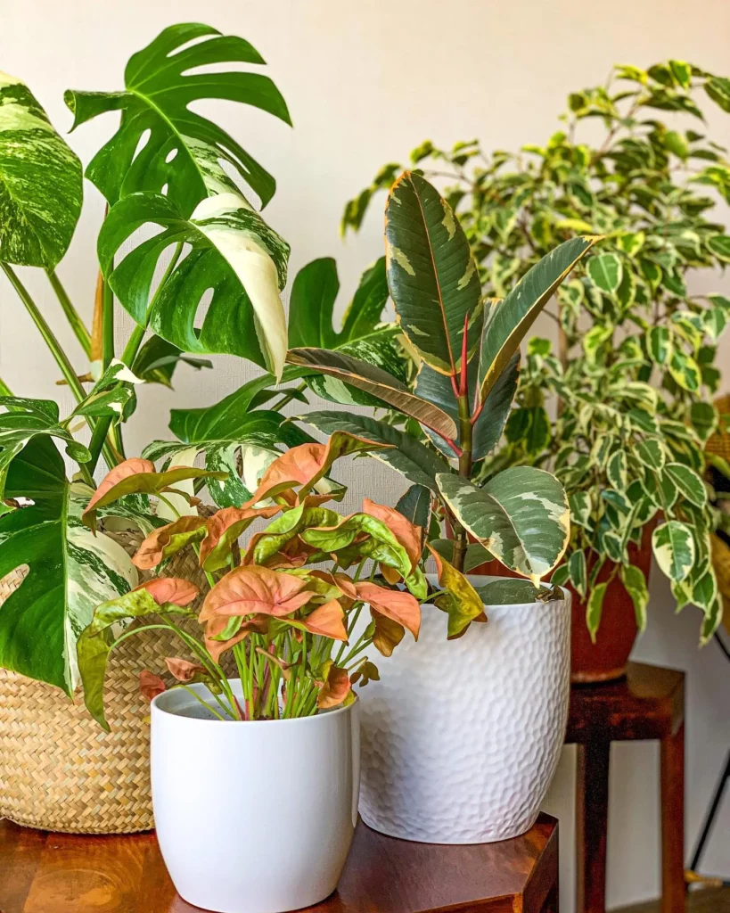 Ficus Benjamina (Variegata) Indoor Plant Displayed Other Houseplants On Wooden Stand at Home Living Area