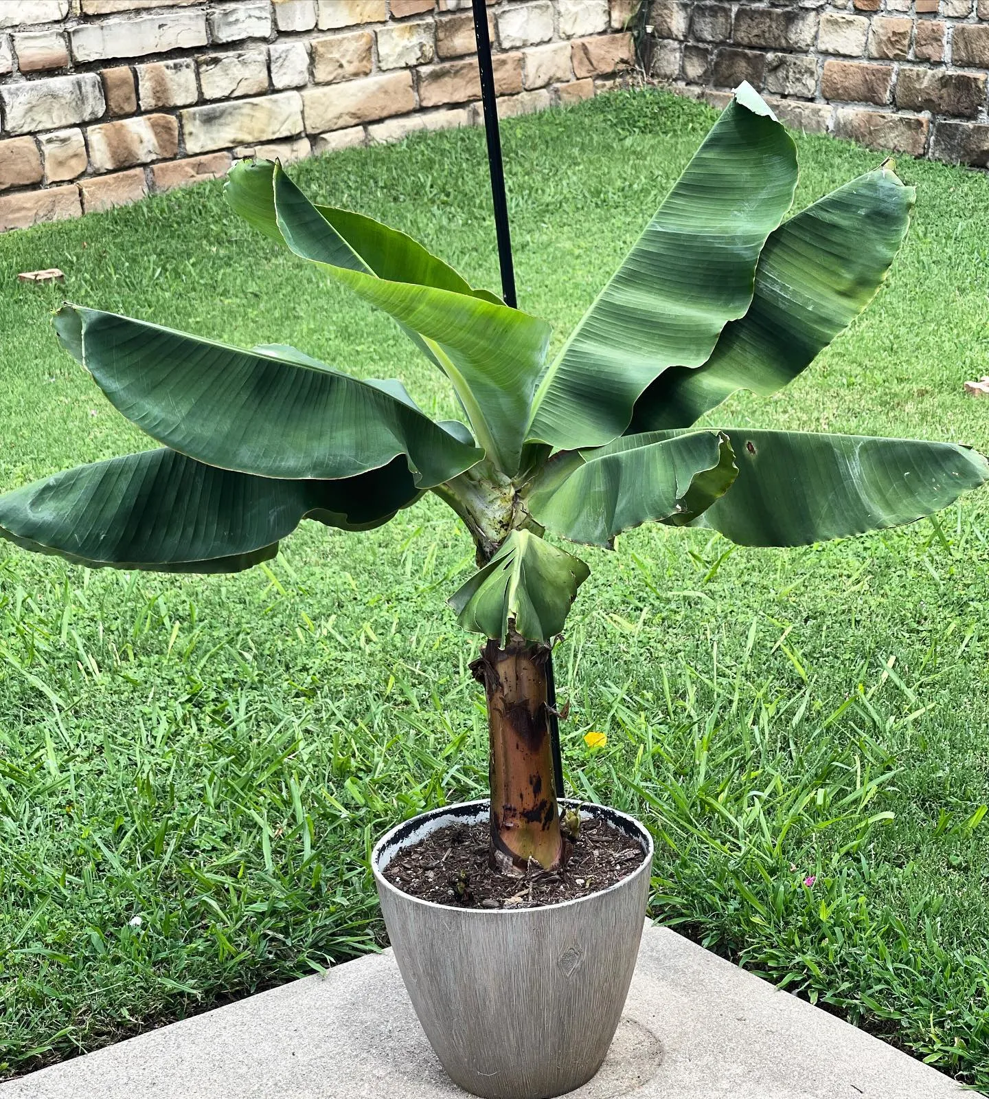 How to Grow Your Own Dwarf Cavendish Banana Tree!