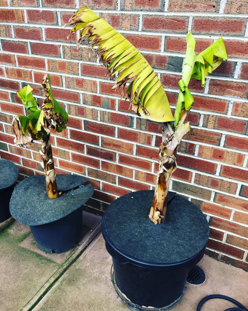 How To Grow Your Own Dwarf Cavendish Banana Tree 