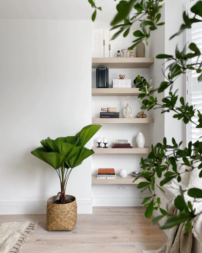 Ruffled Fan Palm Houseplant with Big Leaves In Basket On Wooden Floor at Home Living Area