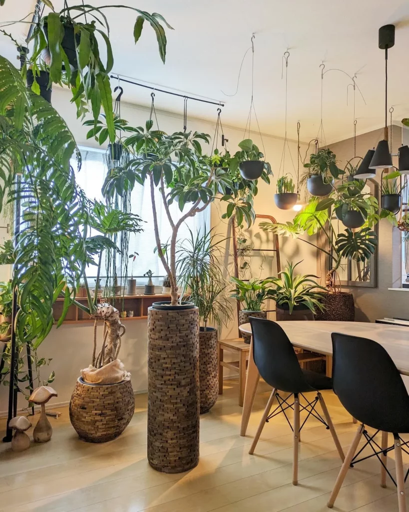 Umbrella Tree with Big Leaves Growing along with Other Indoor Plants at Home Garden Area