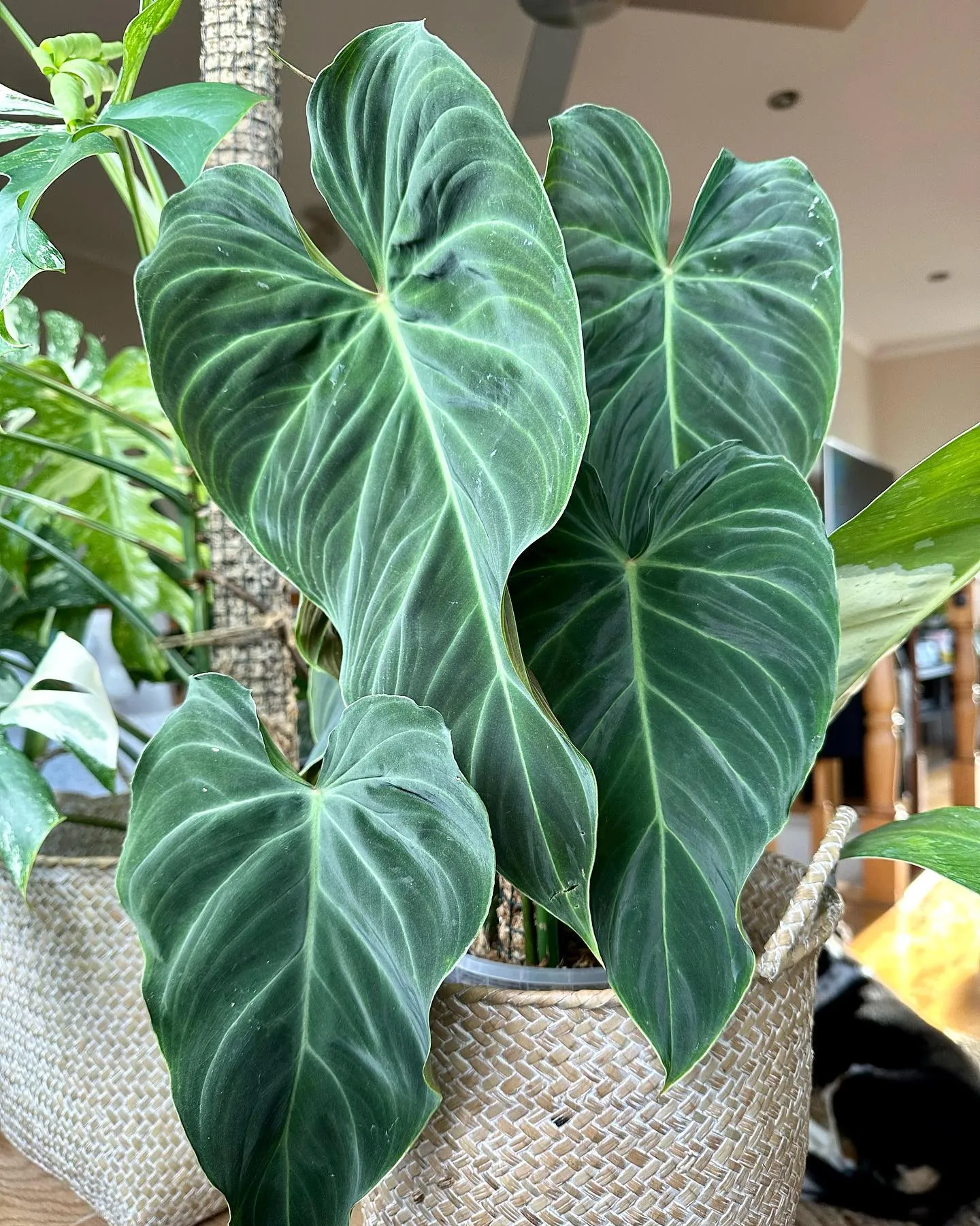 Philodendron