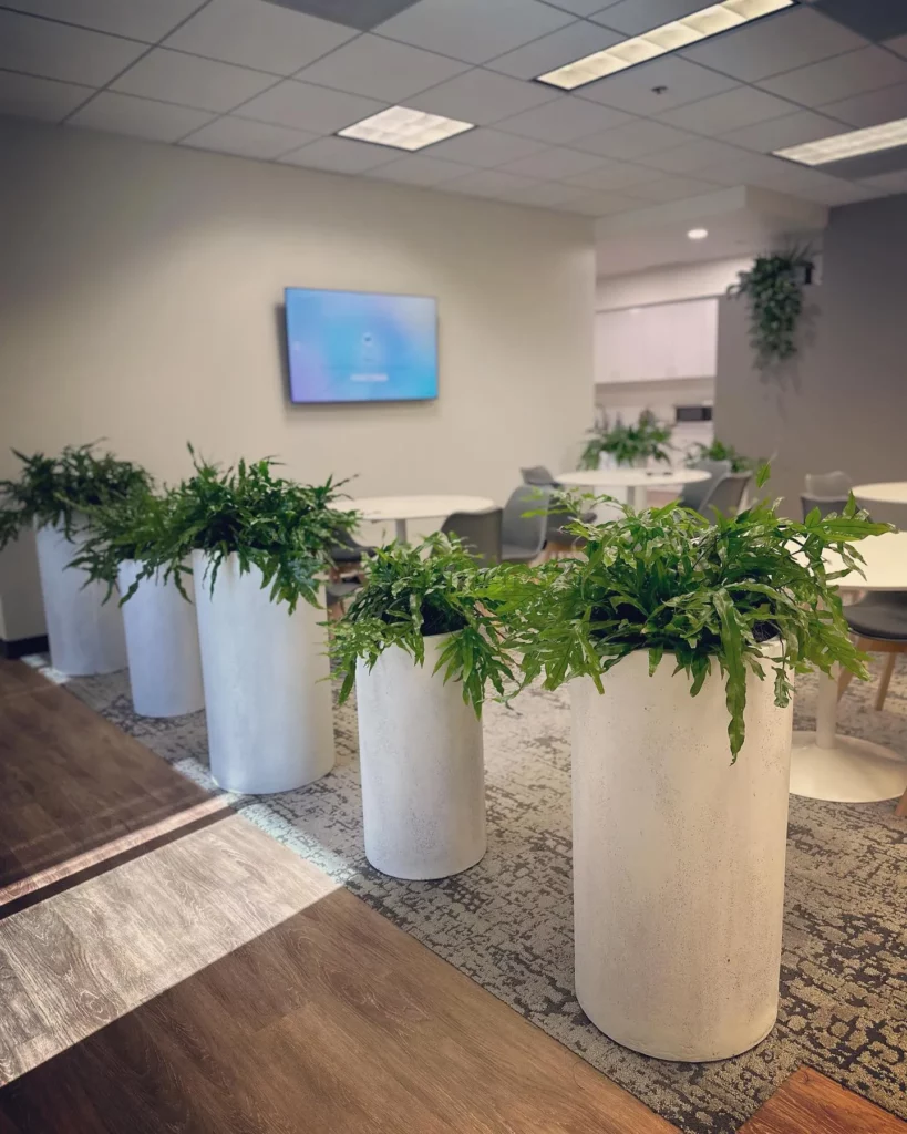 Kangaroo Paw Fern Plants In Round Cement Pot on Wooden Floor at Home Living Area