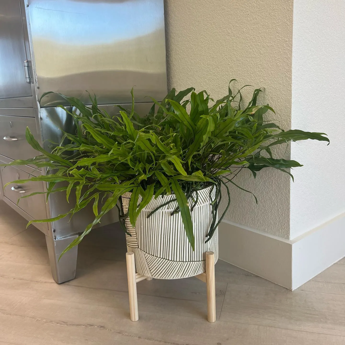 Kangaroo Paw Fern Care Guide Easy Tips!