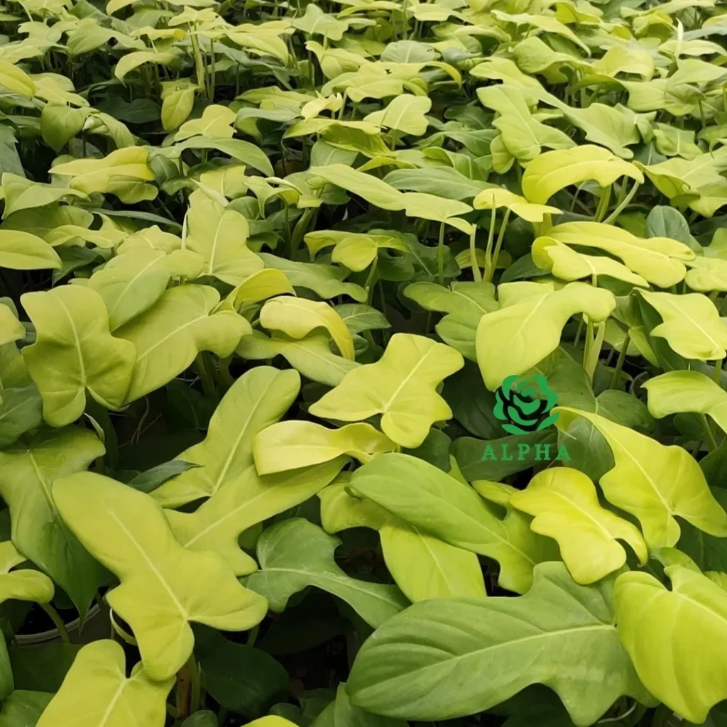 Group of Philodendron Golden Violin Plants Growing at Garden