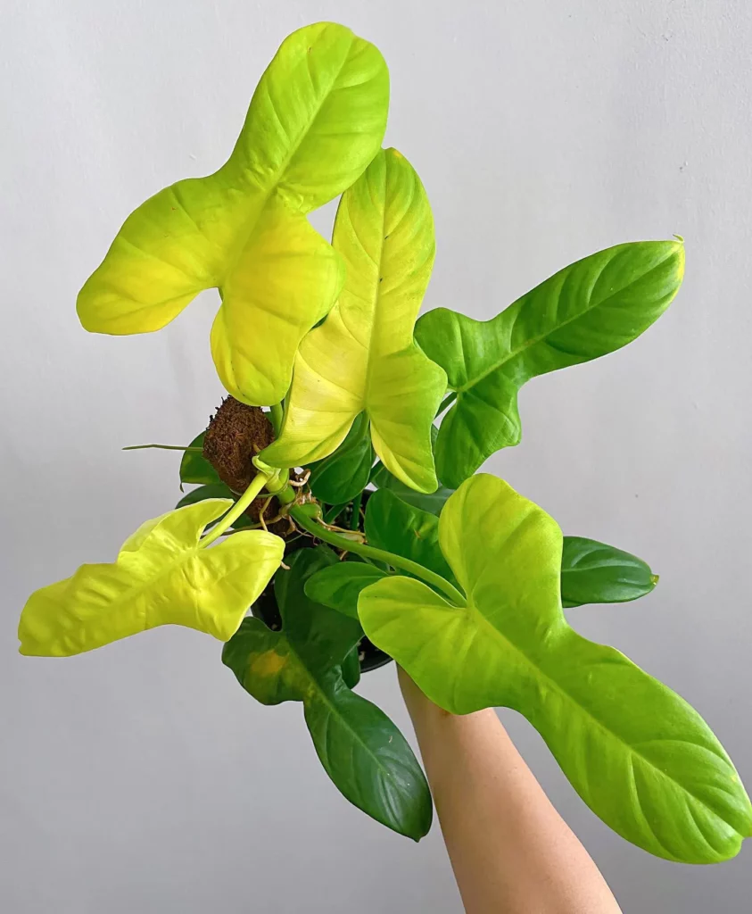 Top View of Philodendron Golden Violin Plant Held In Human Hand