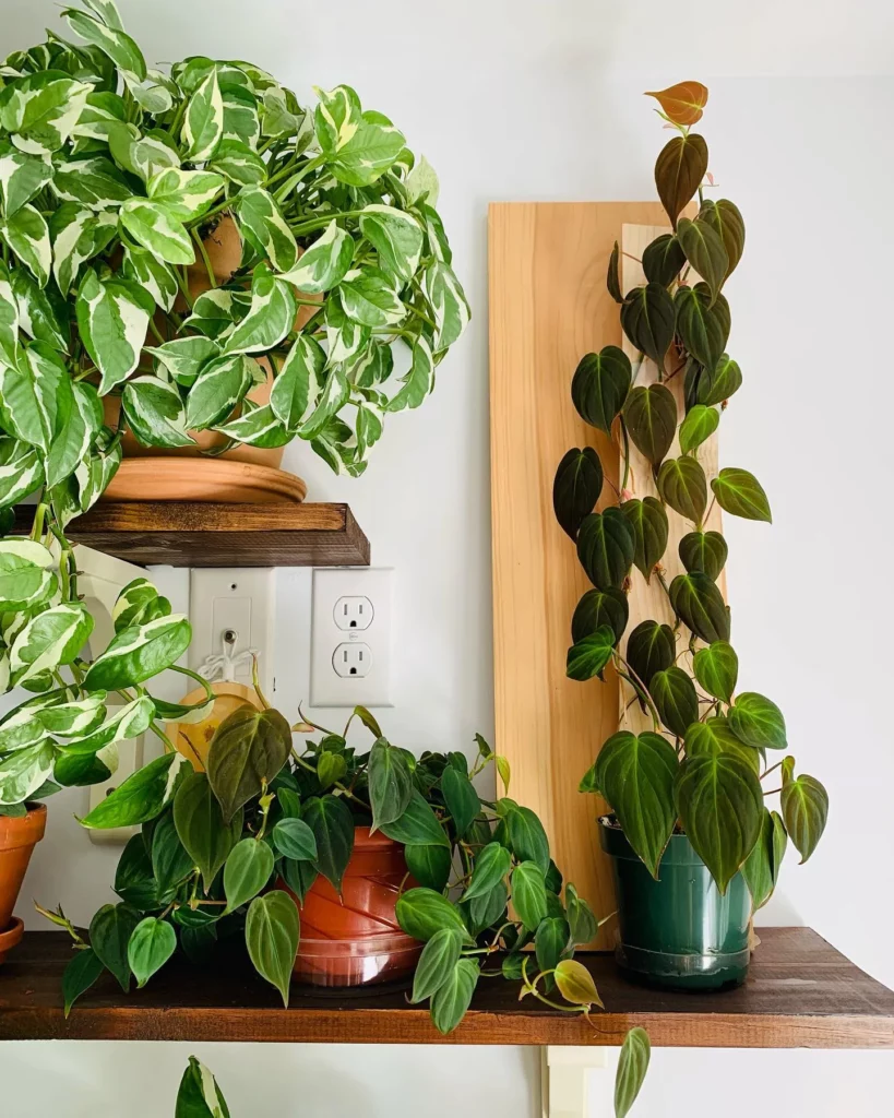 Philodendron Micans In Round Pot on Wooden Stand Displayed with other Indoor Plants at Home Living Area