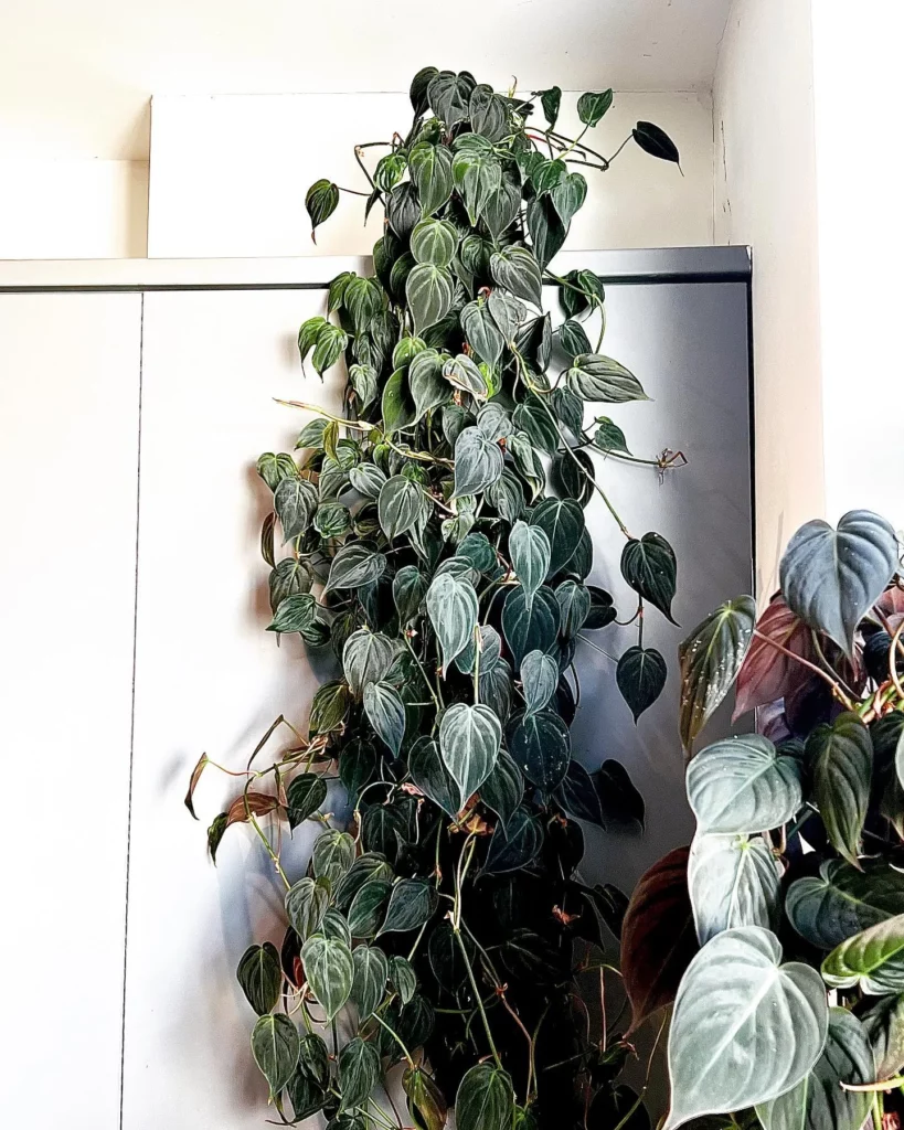 Philodendron Micans with Moss Support Stick at Home Garden Area