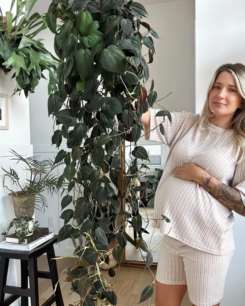 Pregnant Lady Posing with Philodendron Micans Plant Hanging In Basket at Home Living Area