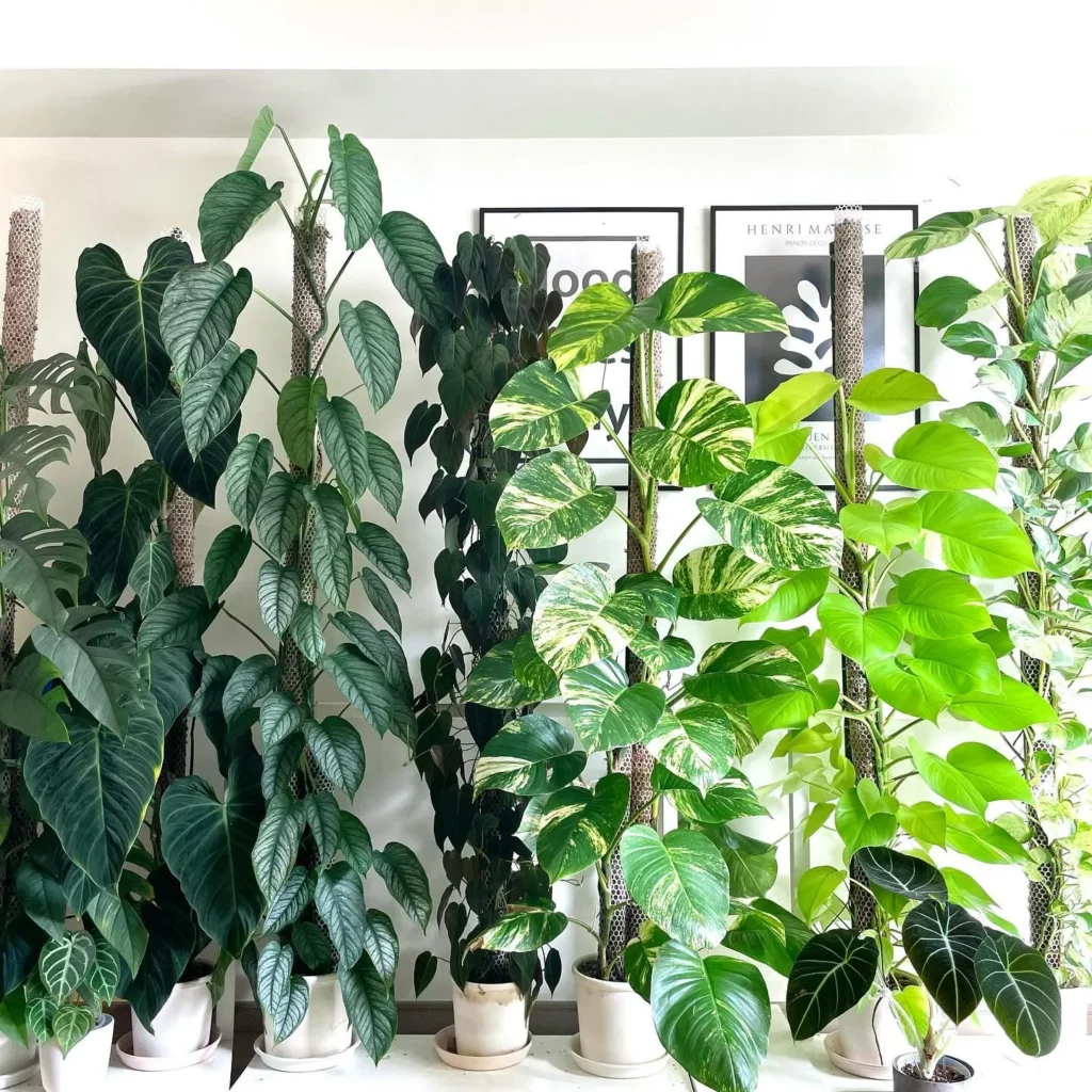 Philodendron Micans with Moss Support Stick Displayed with Other Plants In Round Pots on Floor at Home Garden Area