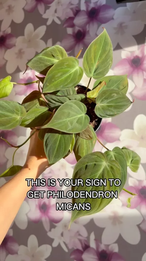 Top View of Philodendron Micans Observing LED Light at Home