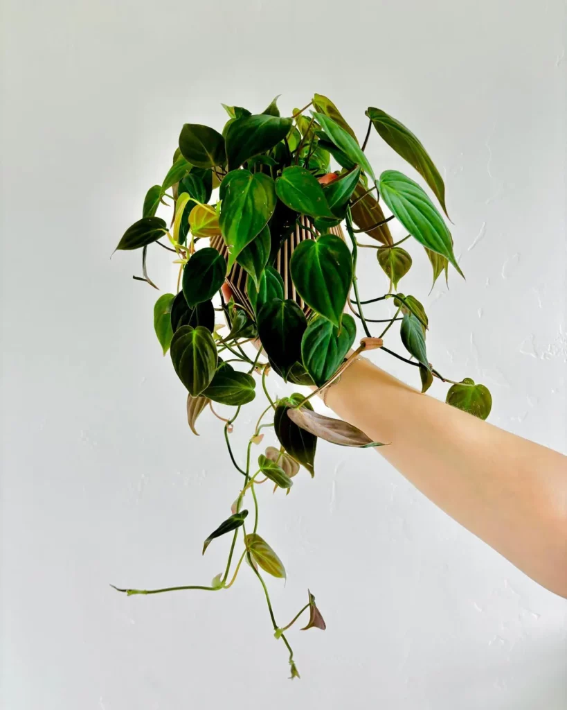 Philodendron Micans In Decorated Pot Held In Human Hand