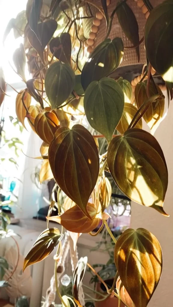 Philodendron Micans Observing Sunlight Through The Window at Home Garden