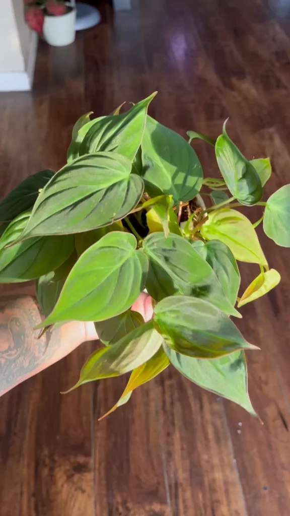 Top View of Philodendron Micans on Wooden Floor at Home