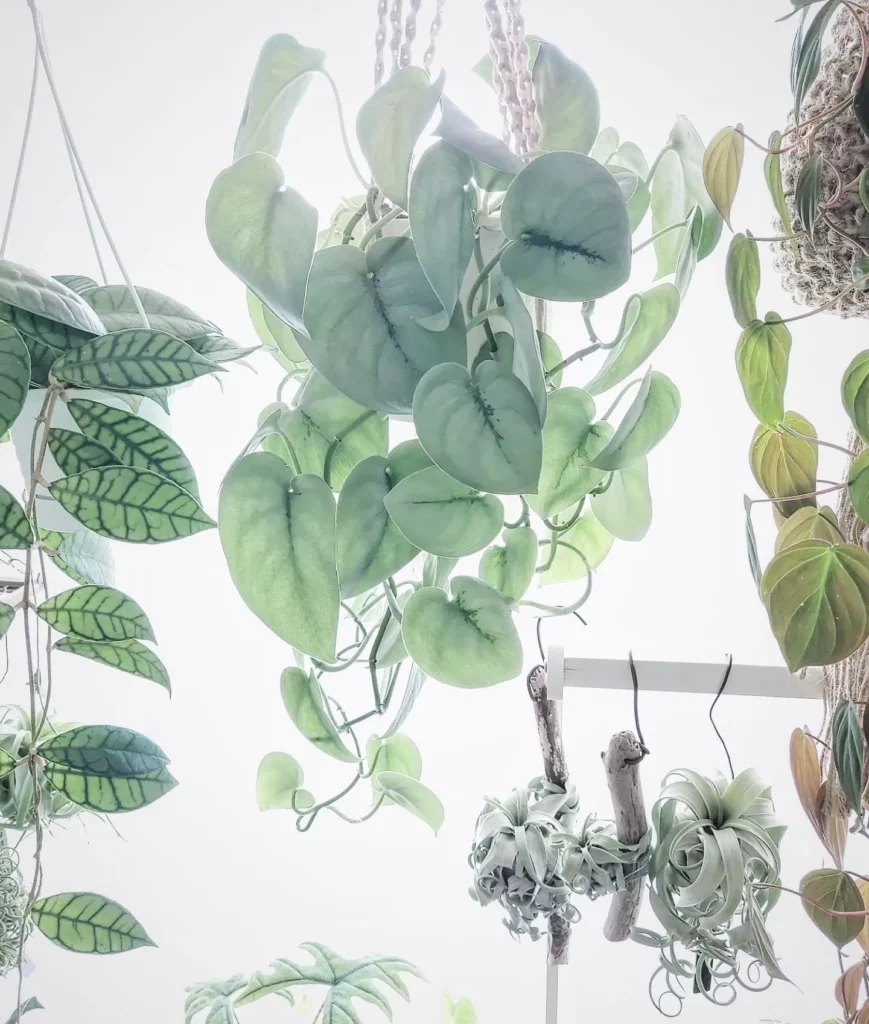 Philodendron Micans Hanging In Basket Observing Electric Lamp Light at Home Garden Area