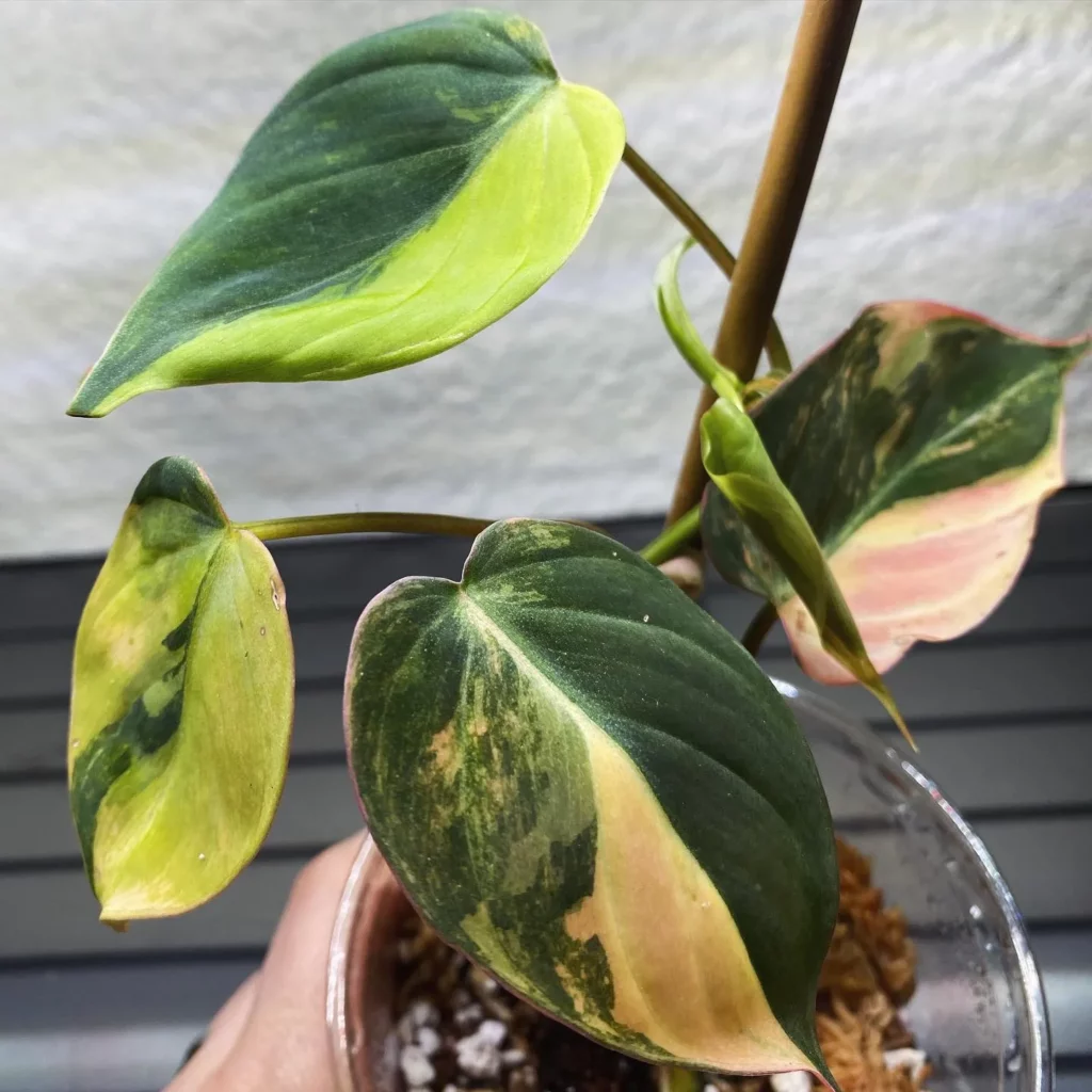 Top View of Philodendron Micans In Round Pot with Support Stick at Home