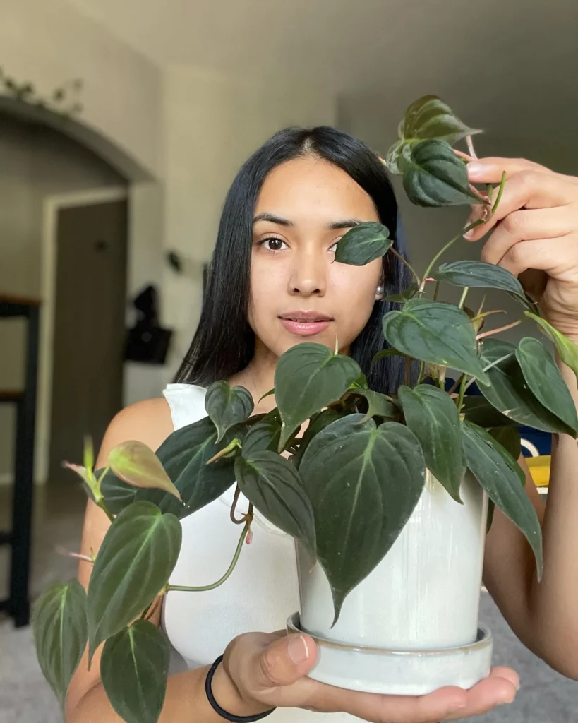 Plant Loving Girl Posing with Philodendron Micans Growing In White Color Round Ceramic Pot with Drainage Tray at Home