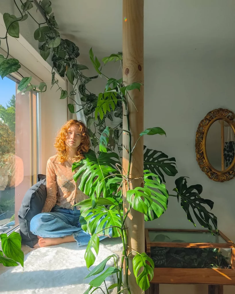 Philodendron Micans Displayed at Home Living Area Observing Sunlight Through The Window