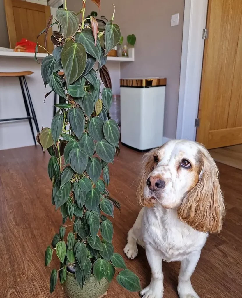 Philodendron Micans Plant In Green Color Round Pot with Moss Support Stick on Wooden Floor with Pet Dog at Home