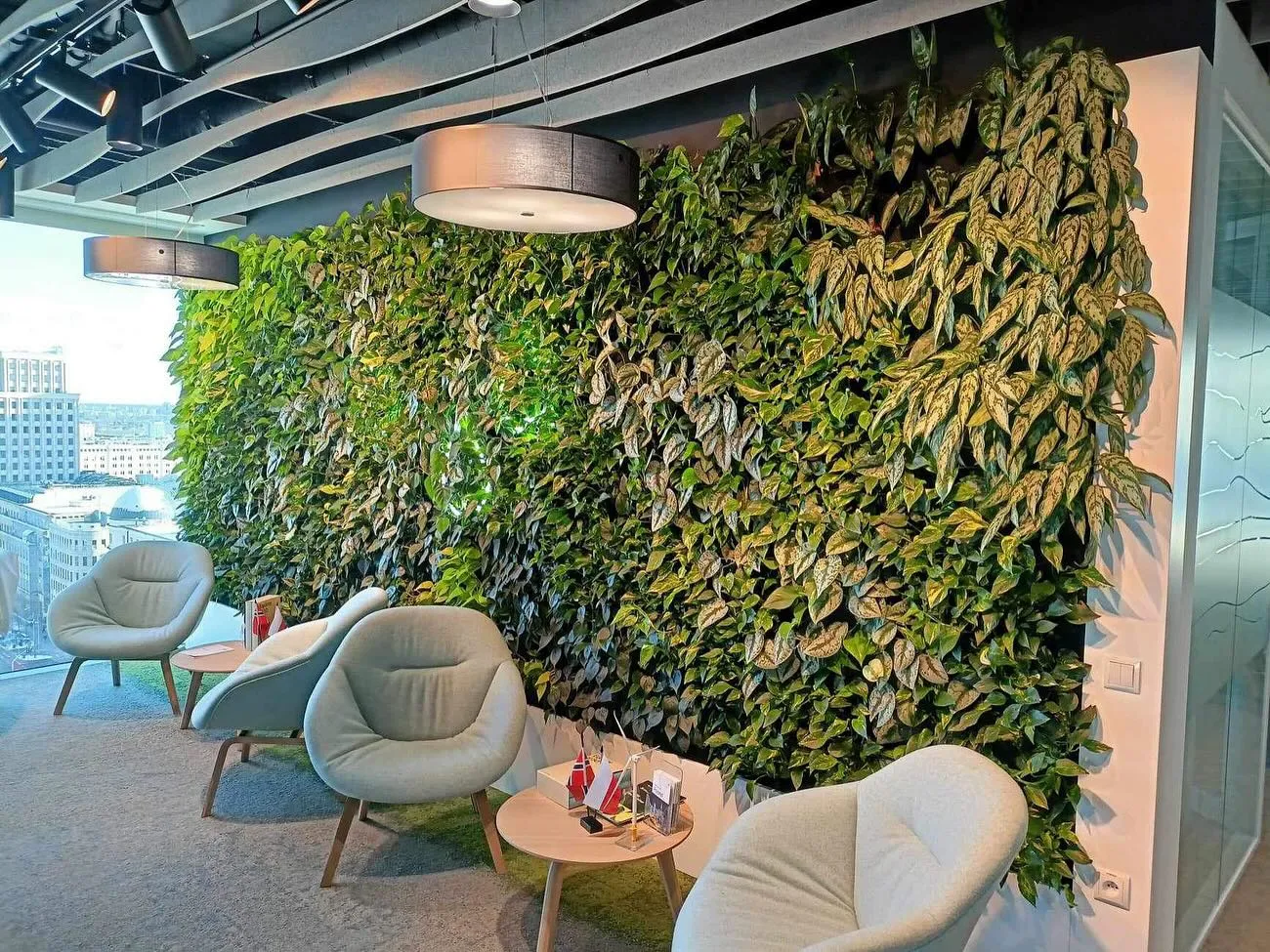 Philodendron in beautiful space