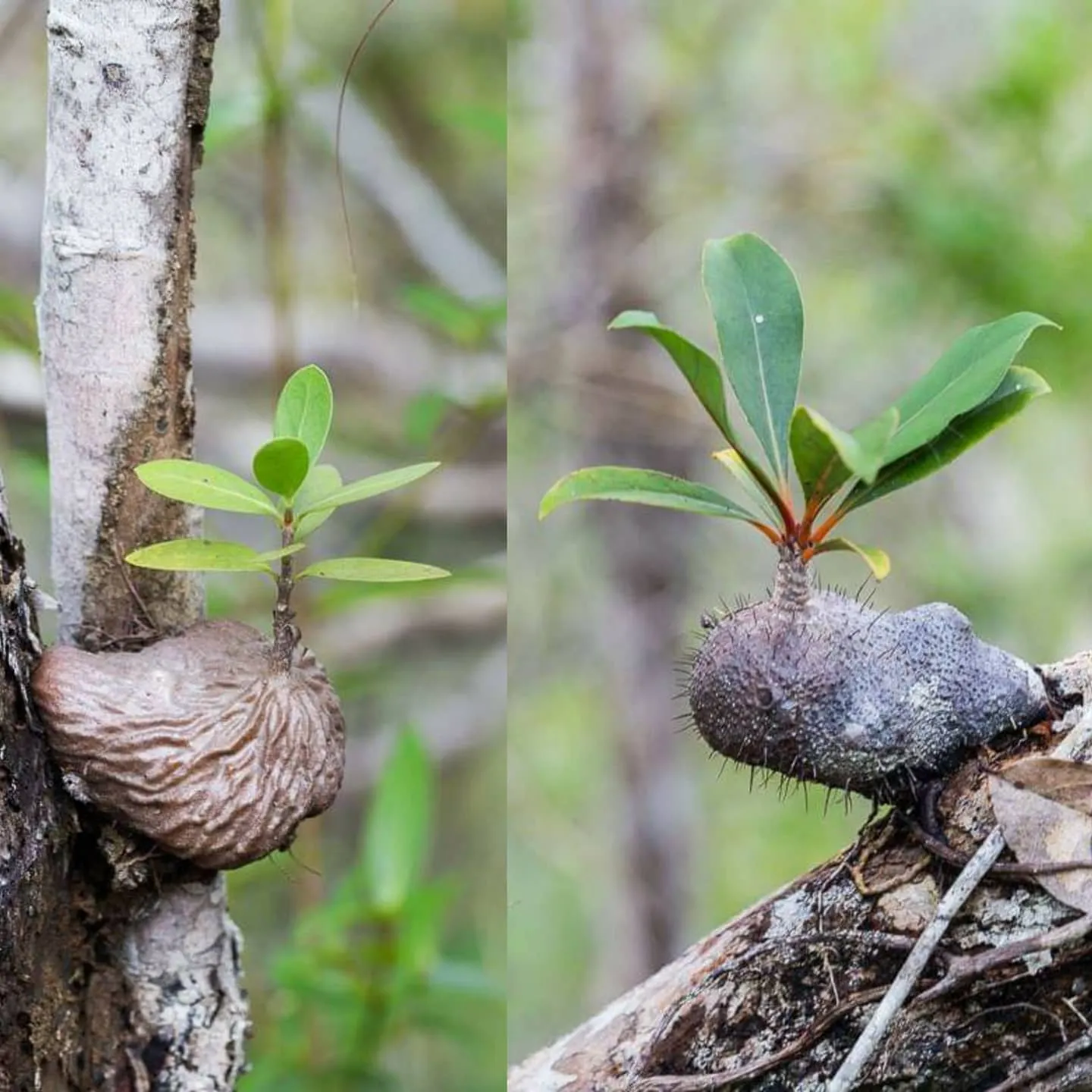 Ant Plant Care Guide Thrive with Symbiosis