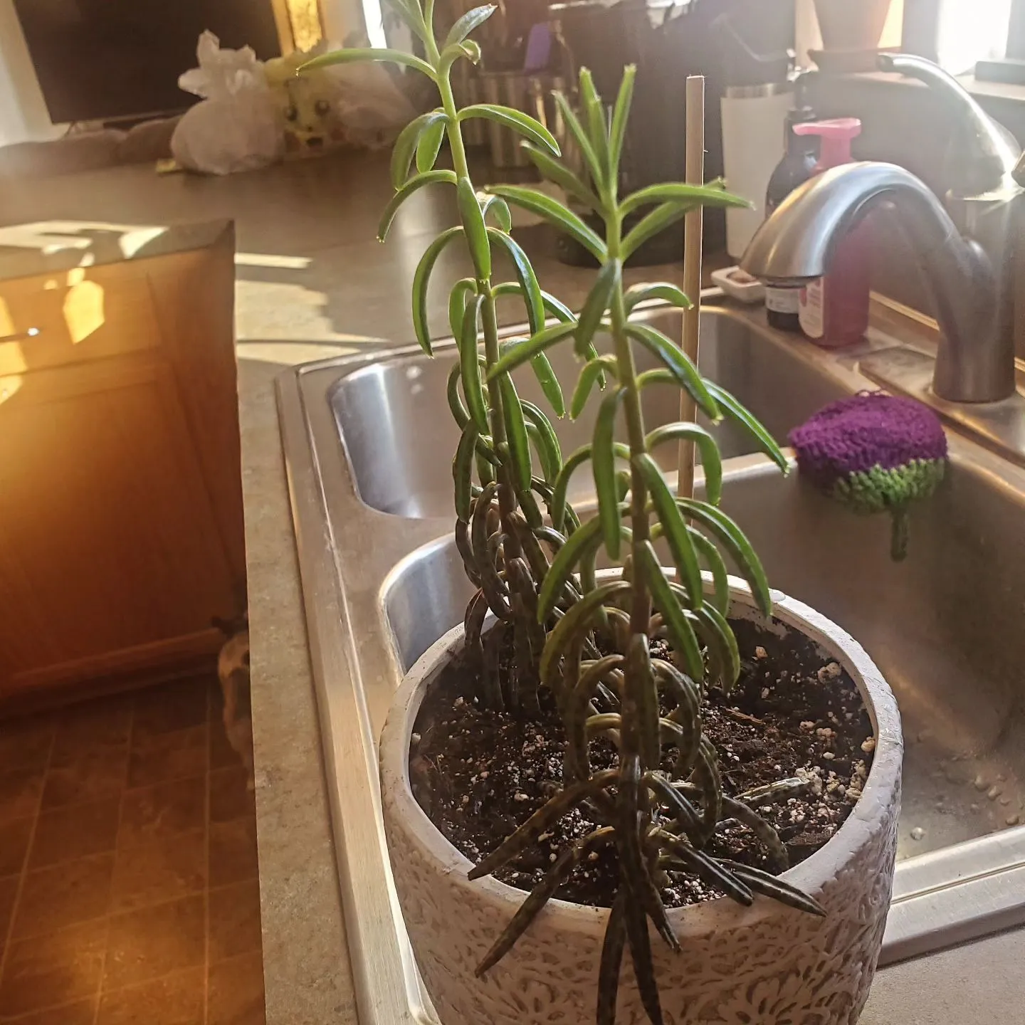 Chandelier Plant Care Guide & Tips for Growth