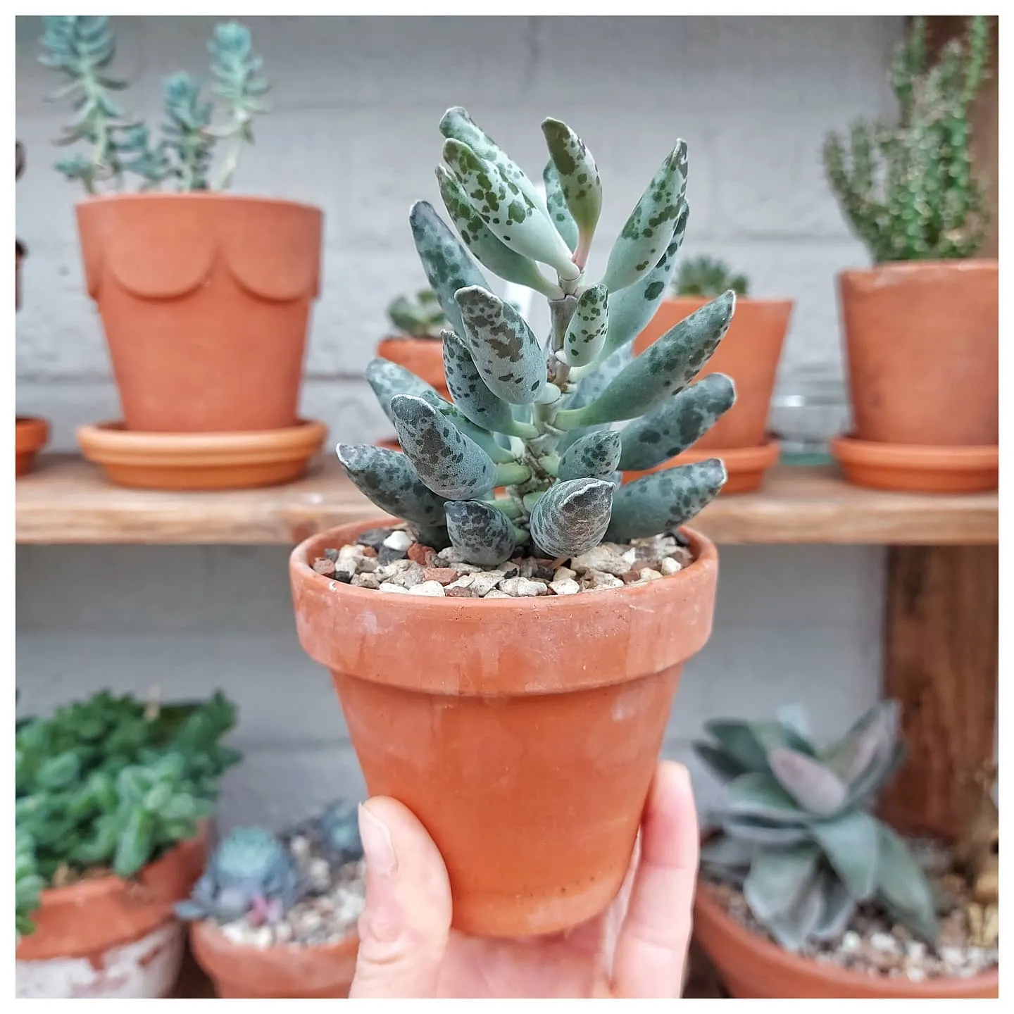 How to Grow Plover Eggs Expert Tips