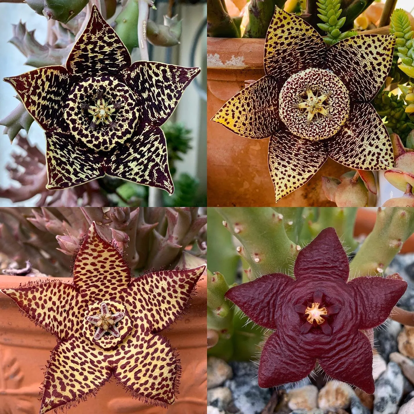 Starfish Plant Care Guide Easy Indoor Tips