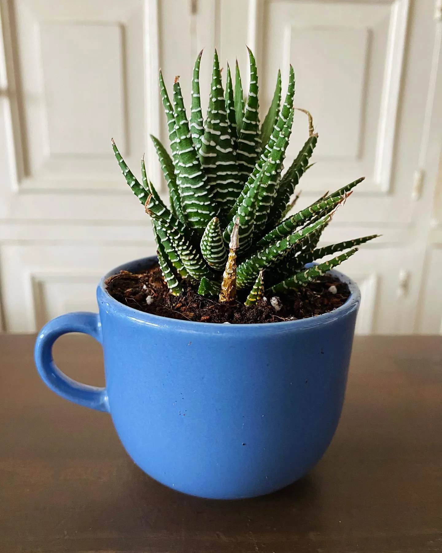 Zebra Cactus Care Guide Thriving Succulent Tips