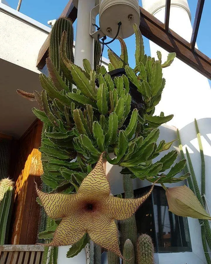 Zulu Giant Succulent Plant at Home Garden Area