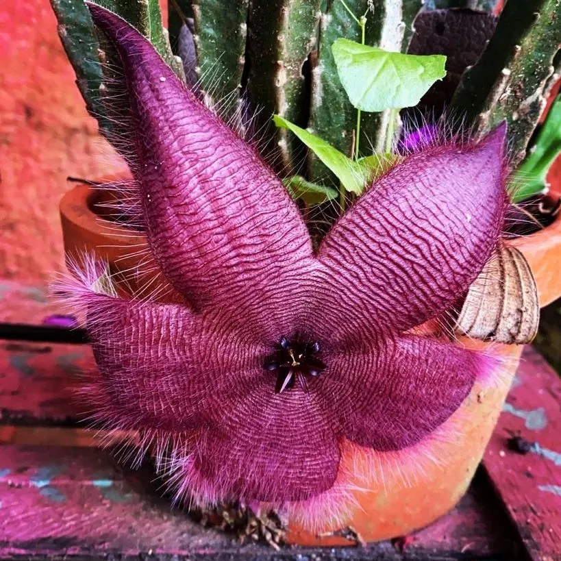 Close View of Zulu Giant Succulent Plant Flower