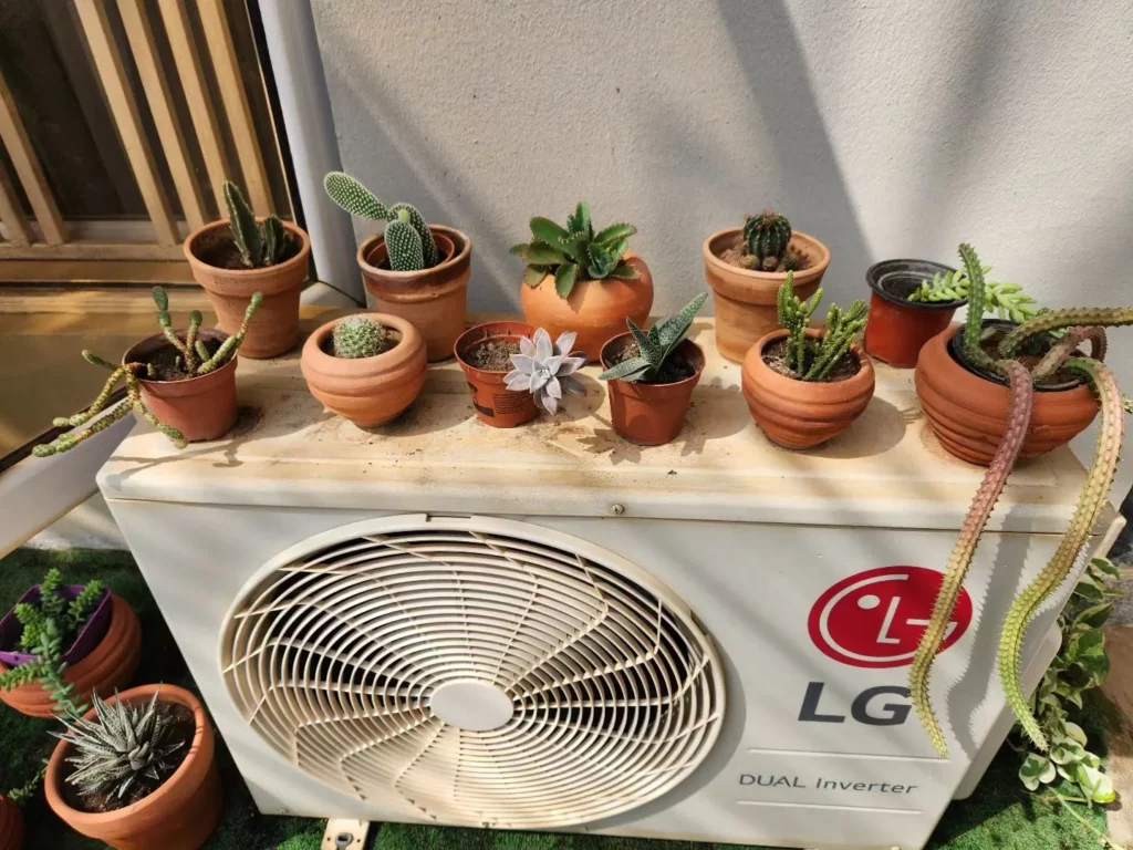 Zulu Giant Succulent Plant Displayed with Other Succulents at Home Garden Area