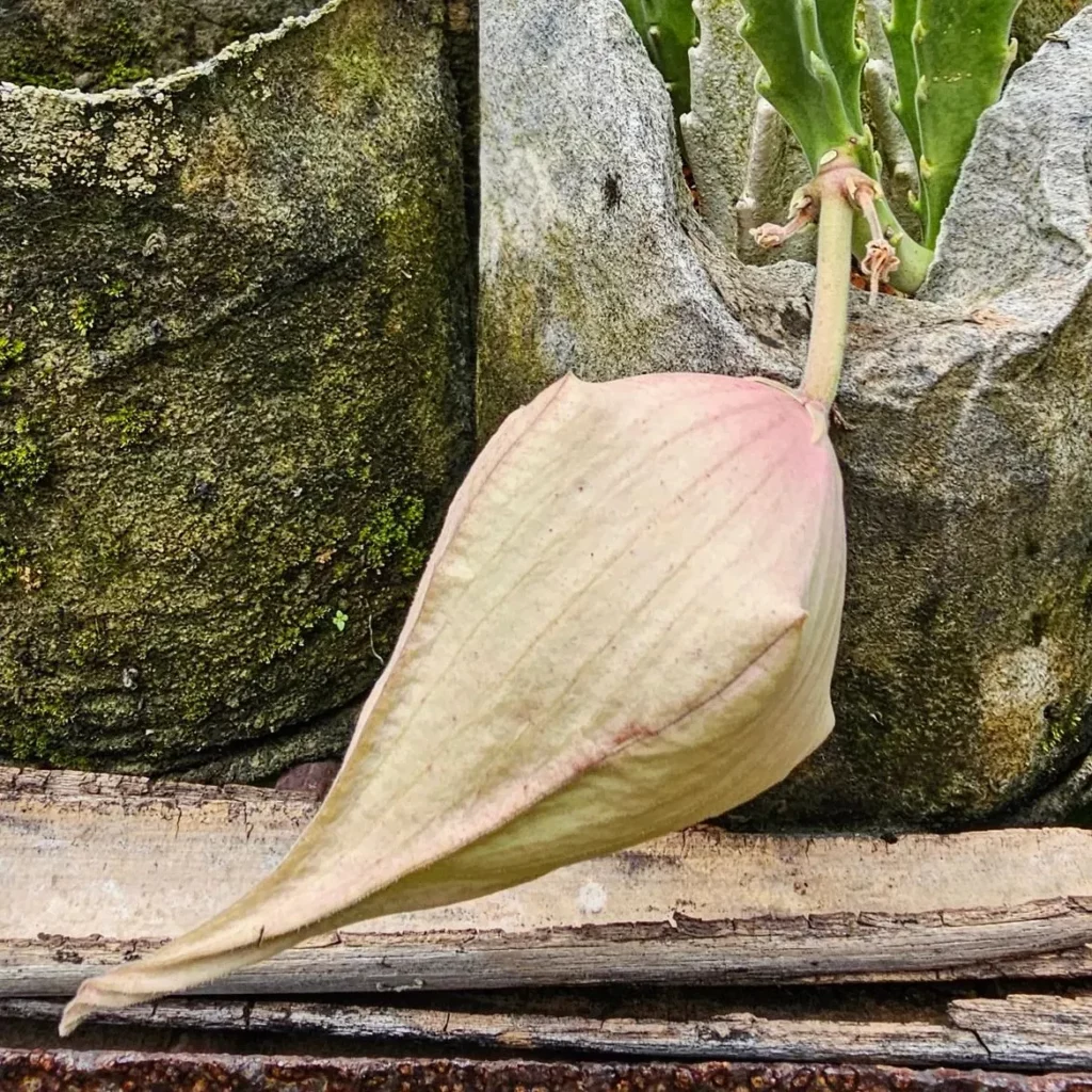 Zulu Giant Succulent Plant Growing From Curved Stone