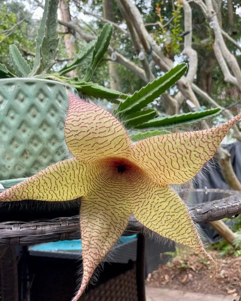 Zulu Giant Succulent Plant Growing at Garden Area