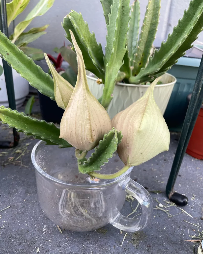 Zulu Giant Succulent Plant In Round Pot at Home Garden Area