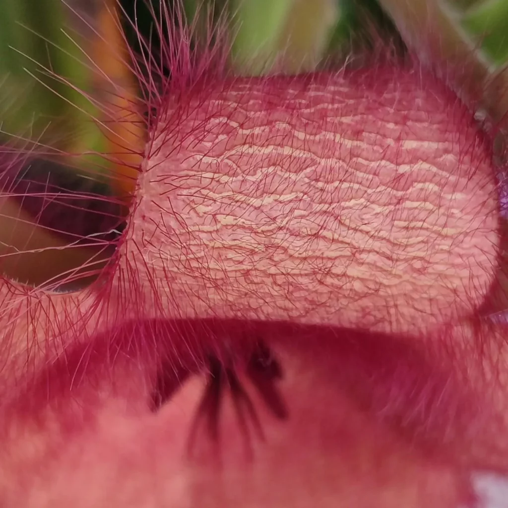 Close up Photo of Zulu Giant Succulent Plant