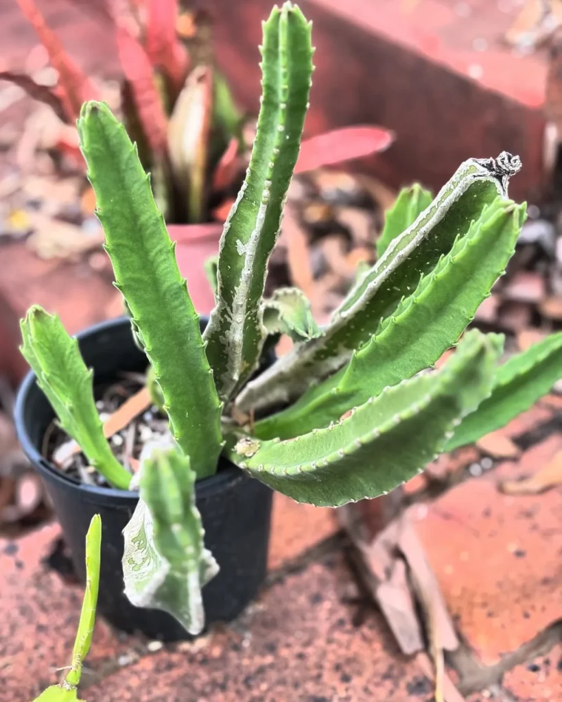 Zulu Giant Succulent Plant In Round Plastic Pot at Garden Ground