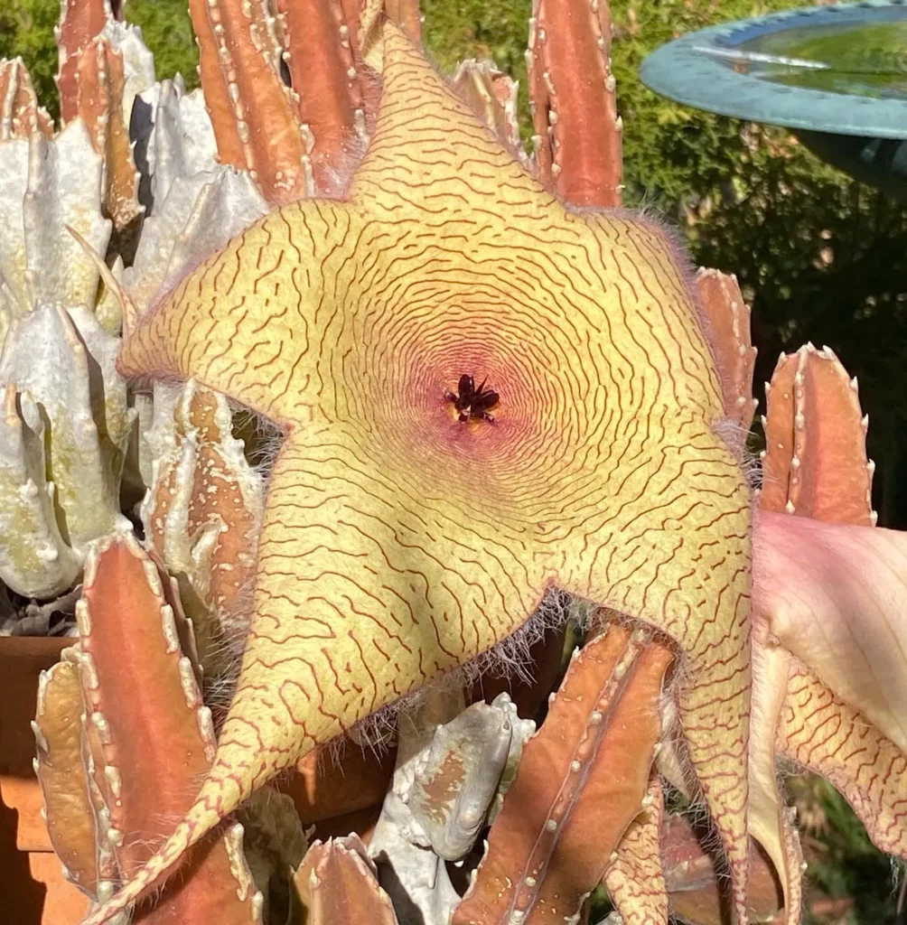 Zulu Giant Succulent Plant Flower