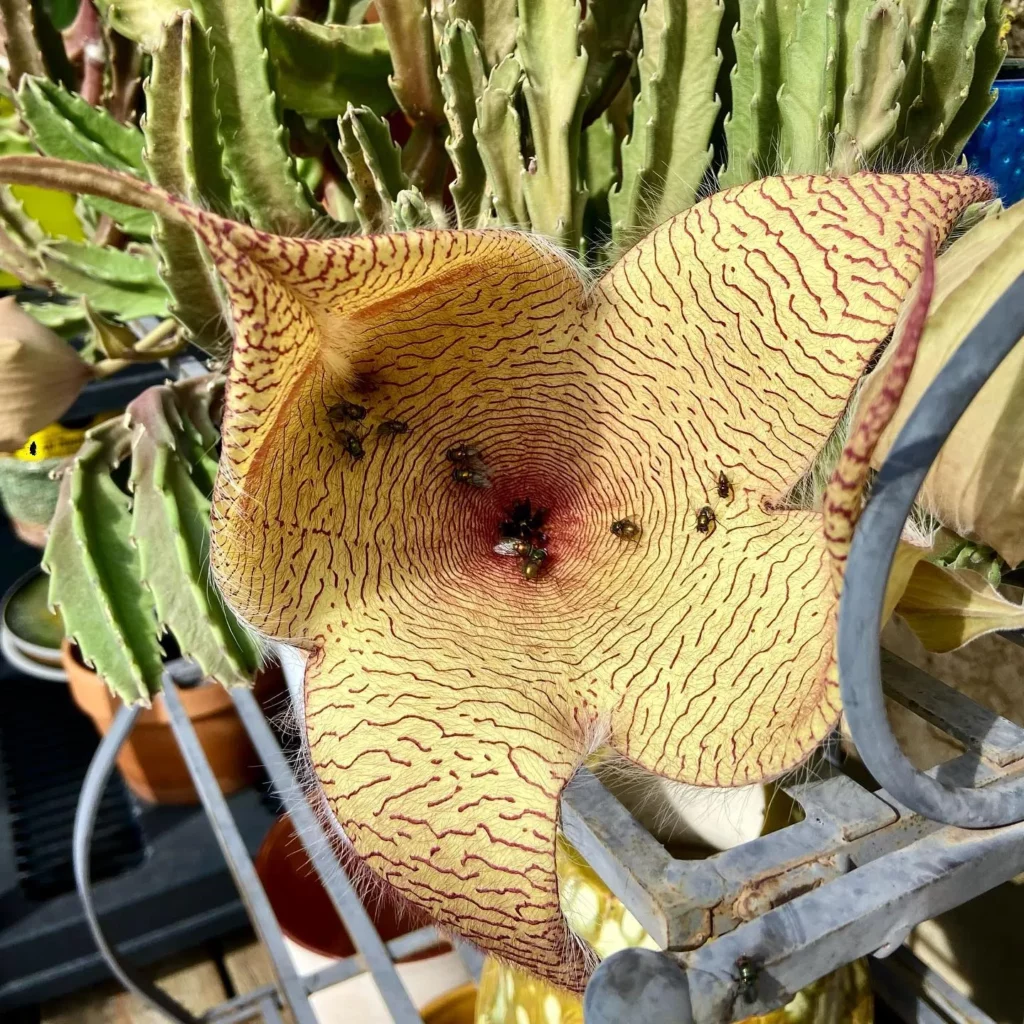Closer View of Zulu Giant Succulent Plant Flower