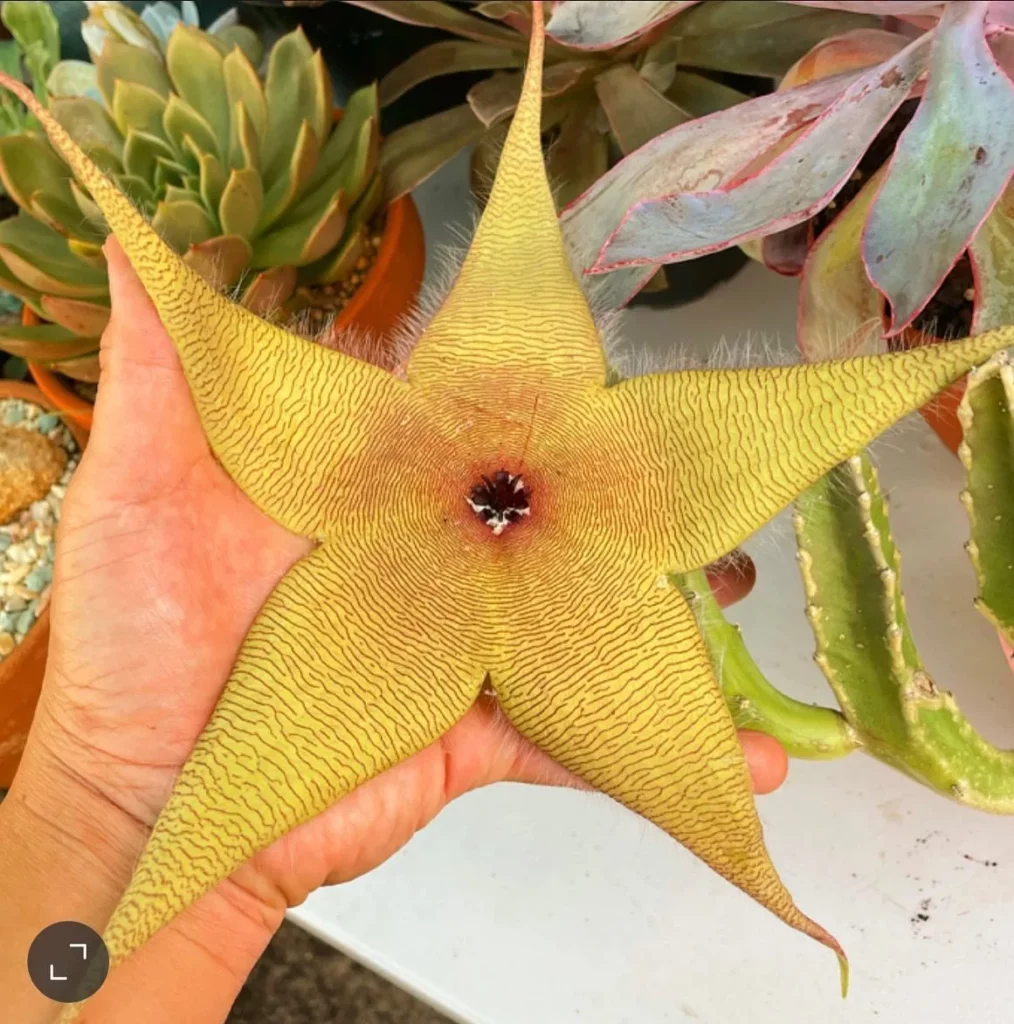 Eye-Catching Zulu Giant Succulent Plant Flower In Human Hand