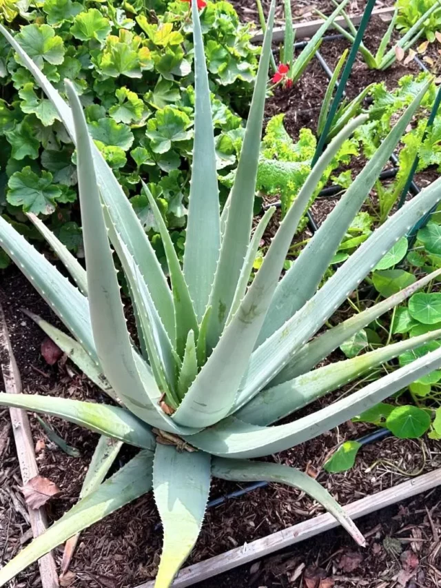 Aloe Vera Air Purifying Plant Growing at Garden Ground