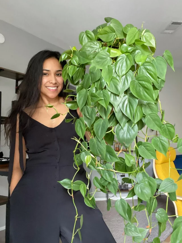 Happy Girl Taking Photo with Heartleaf Philodendron at Home Garden Area
