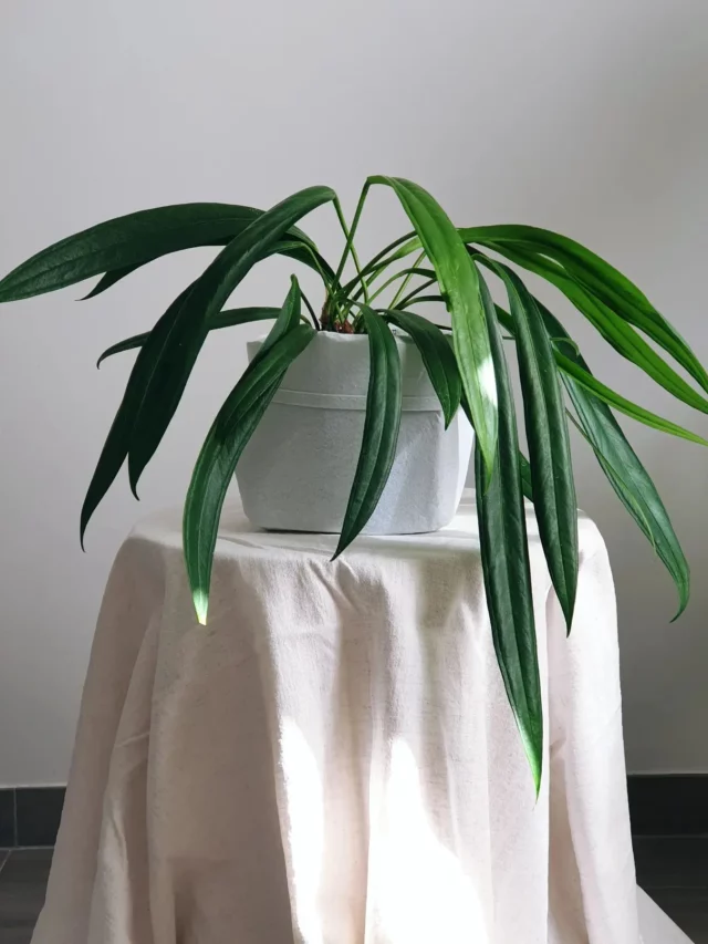 Anthurium Bakeri Plant In White Ceramic Pot on Stand Covered with Cloth at Home Living Area