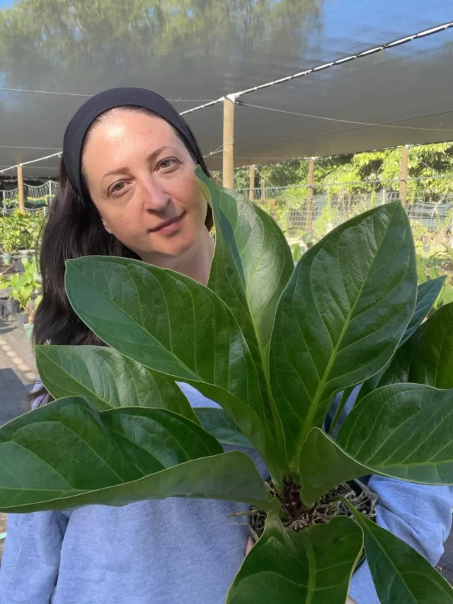 Woman Taking Photo with Anthurium Bonplandii Plant at Garden