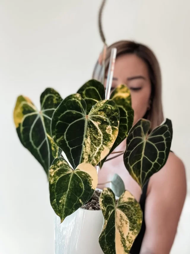 Woman Posing with Anthurium Clarinervium Plant