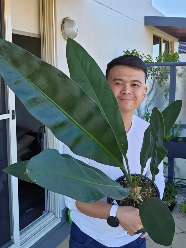 A Man Taking Photo with Anthurium Coriaceum Plant In Round Pot at Garden Area