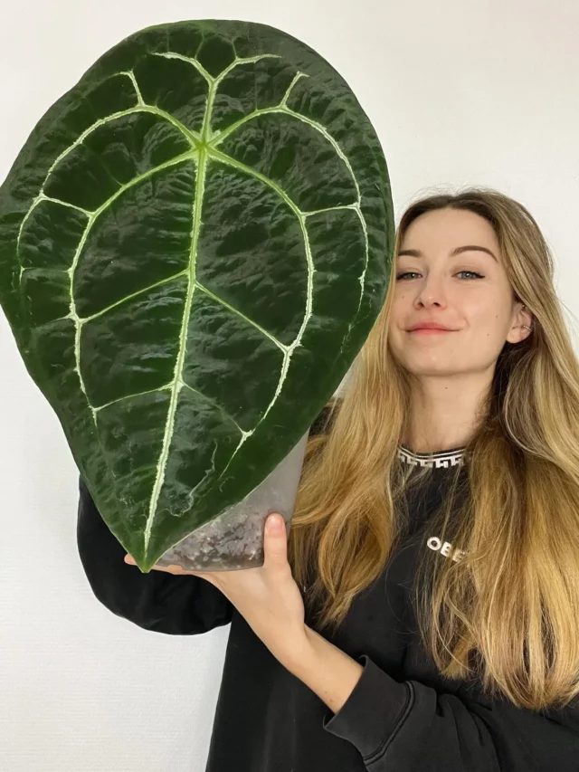 Teenage Girl Posing with Anthurium forgetii Indoor Plant with Big Leaf