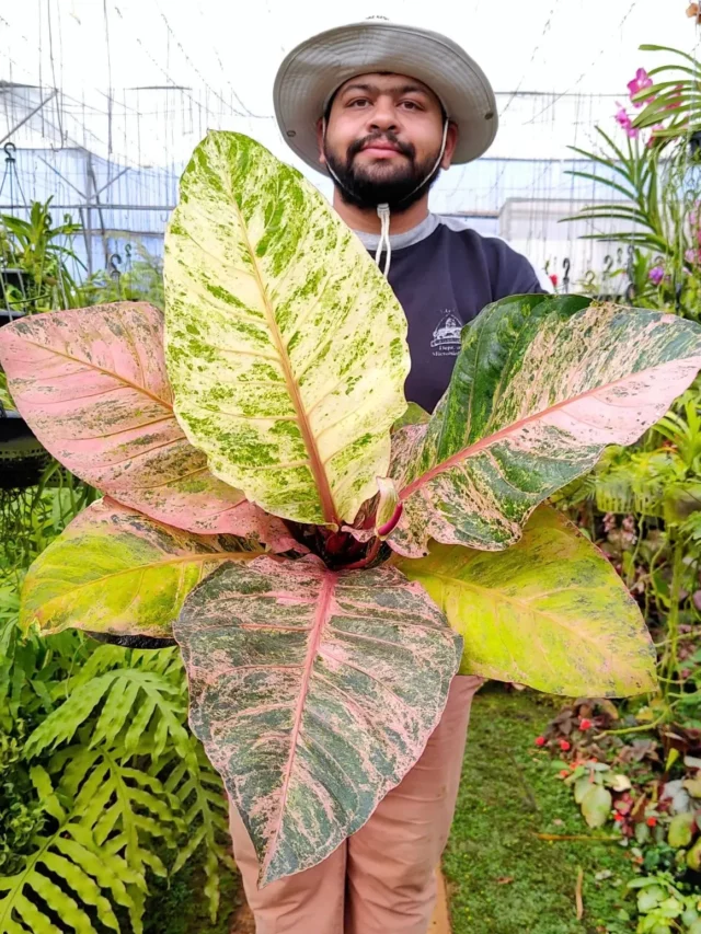 Man Taking Photo with Beautiful Anthurium Hookeri Indoor Plant